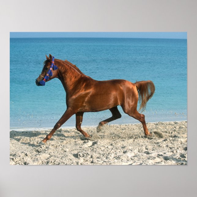 Chestnut Arab Stallion Runon på Beach Poster (Framsidan)