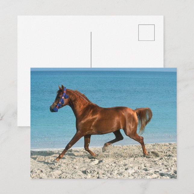 Chestnut Arab Stallion Runon på Beach Vykort (Fram/baksida)