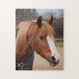 Chestnut Arabian mare Pussel