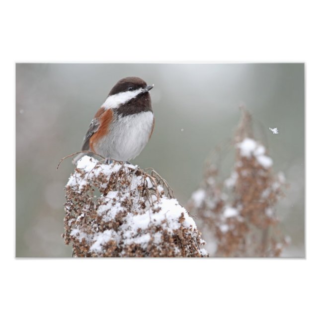 Chestnut Backed Chickadee i Snö Fototryck (Framsidan)