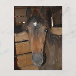 Chestnut Barn Horse Roligt Vykort