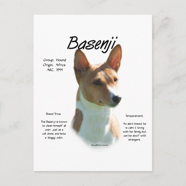 Chestnut Basenji History Design, allt om Basenji Vykort (Framsida)
