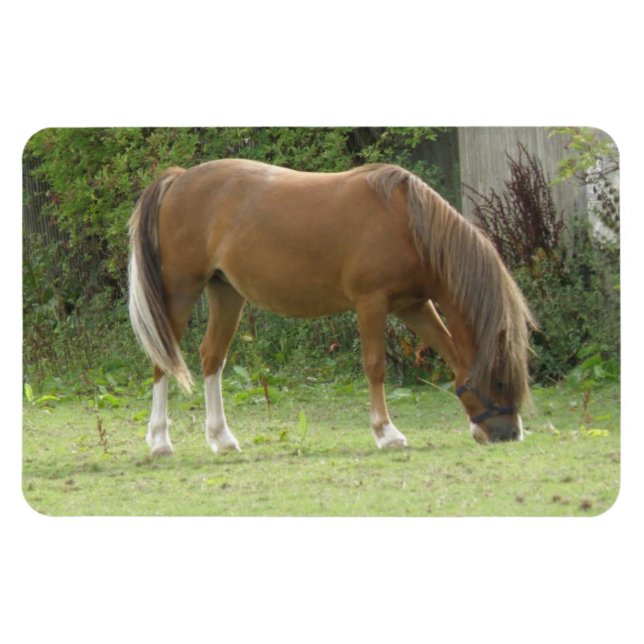 Chestnut Brown Horse Grasing Premium Magnet (Horisontell)