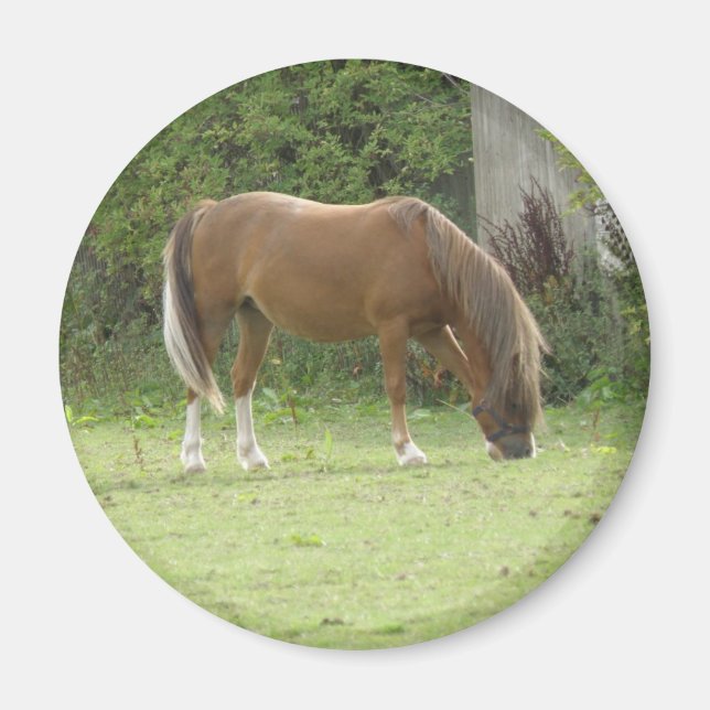 Chestnut Brown Horse Grazing Magnet (Framsidan)