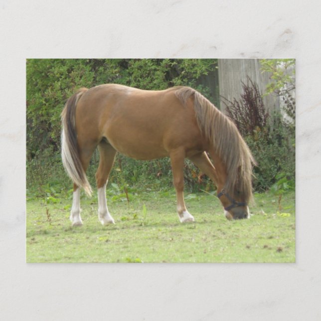 Chestnut Brown Horse Grazing Postcard Vykort (Framsida)