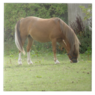 Chestnut Brown Horse Grazing Tile Kakelplatta