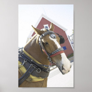 Chestnut Carriage Horse Poster