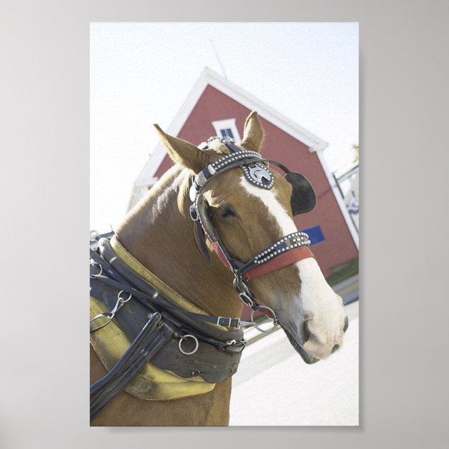 Chestnut Carriage Horse Poster (Framsidan)