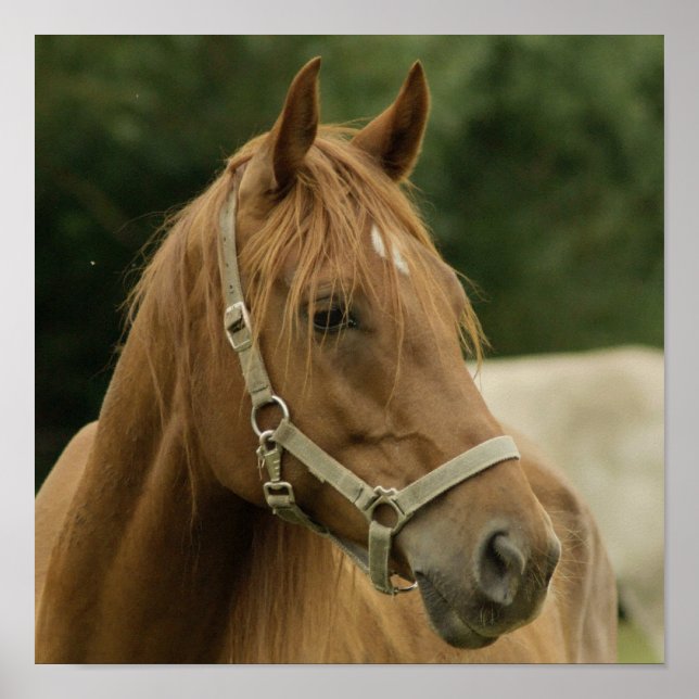 Chestnut Horse i Fält Poster (Framsidan)