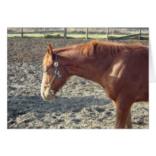 Chestnut Horse Kärlek Hälsningskort