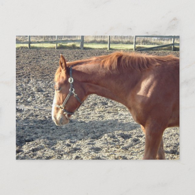 Chestnut Horse Kärlek Vykort (Framsida)