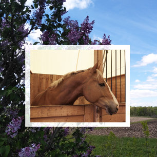 Chestnut Horse med Blaze i Stall Vykort