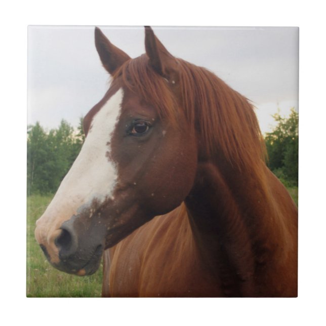 Chestnut Horse med Blaze Tile Kakelplatta (Framsidan)