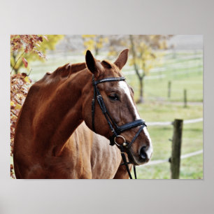 Chestnut Horse, med Bridle i präglad betesmark Poster