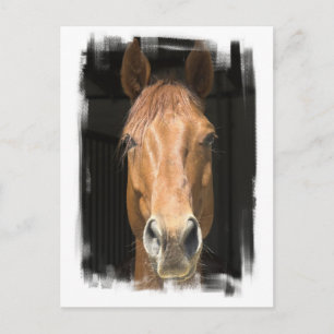 Chestnut Horse Postcard Vykort