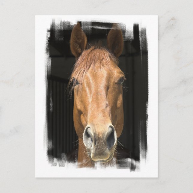 Chestnut Horse Postcard Vykort (Framsida)