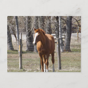 Chestnut Horse Postcard Vykort