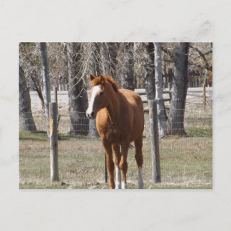 Chestnut Horse Postcard Vykort