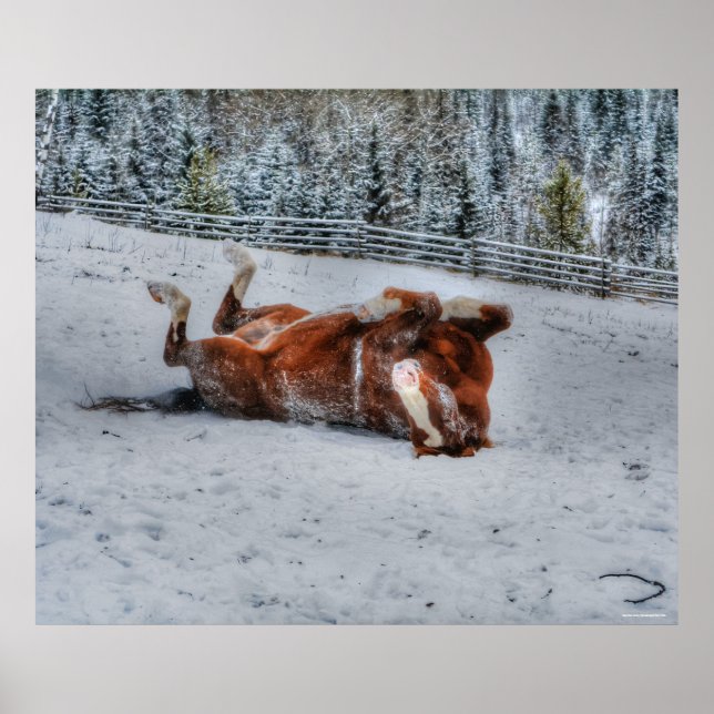 Chestnut Horse Rolling in Winter Snö Photo Poster (Framsidan)