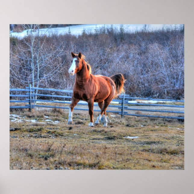 Chestnut Horse Trotting up a Backe Photo Poster (Framsidan)