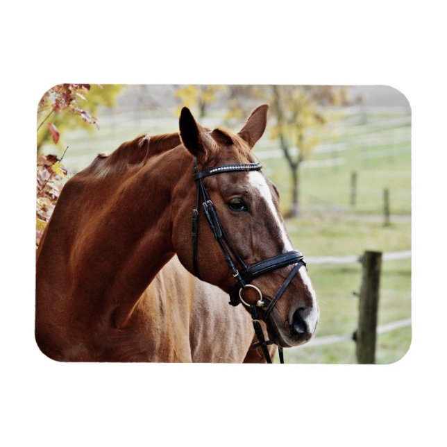 Chestnut Horse with Blaze, Bridle, in Pasture Magnet (Horisontell)