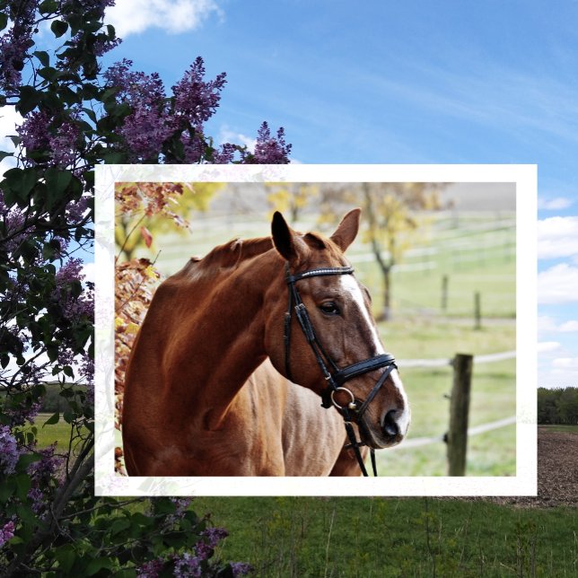 Chestnut Horse with Blaze, Bridle, in Pasture Vykort (Skapare uppladdad)