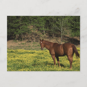 Chestnut i Gula blommor Vykort