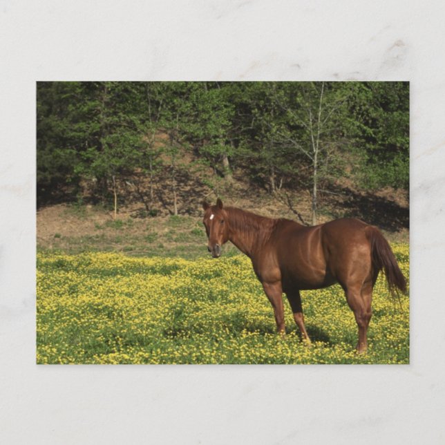 Chestnut i Gula blommor Vykort (Framsida)