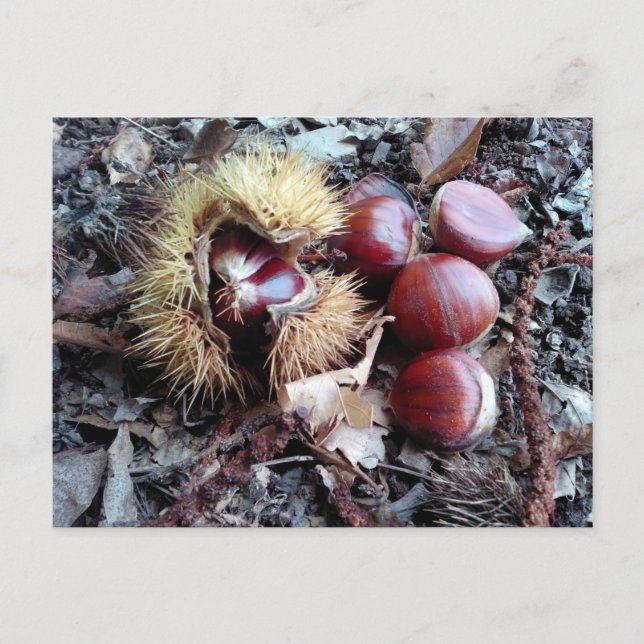 Chestnut-kort Vykort (Framsida)