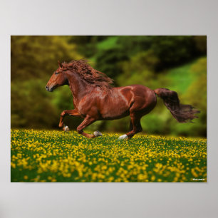 Chestnut Lusitano i Buttercups Poster