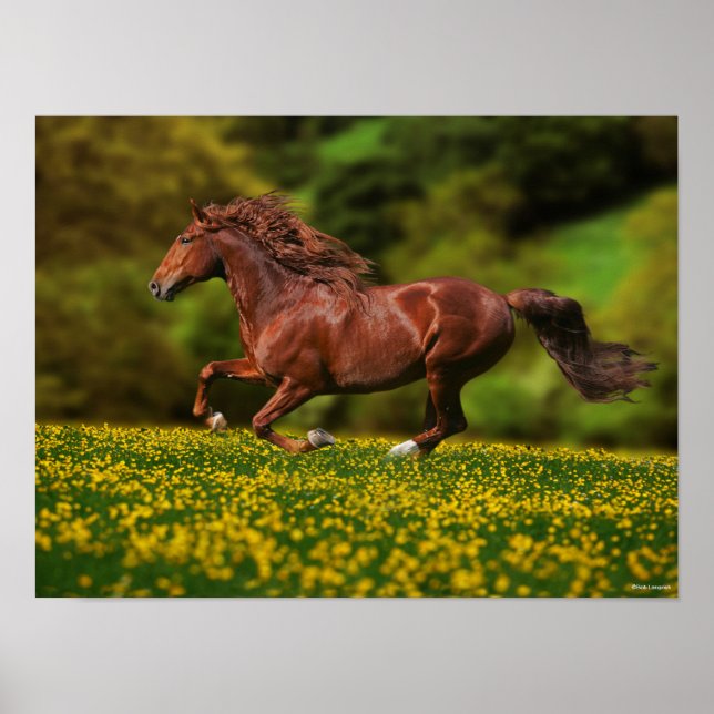 Chestnut Lusitano i Buttercups Poster (Framsidan)