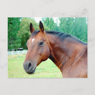 Chestnut Mare Vykort