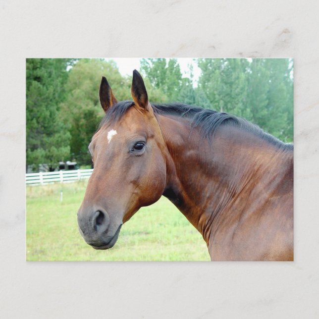 Chestnut Mare Vykort (Framsida)