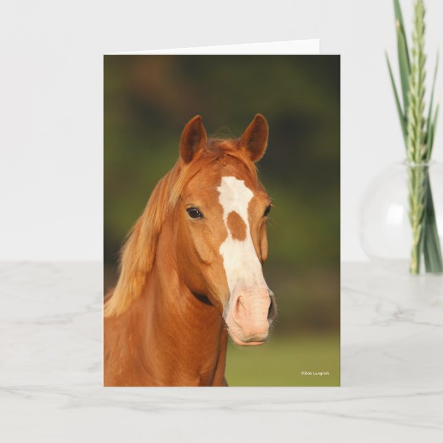 Chestnut Oldenburg Kor Welsh Headshot Kort (Framsida)