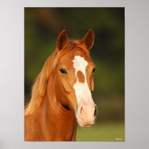 Chestnut Oldenburg Kor Welsh Headshot Poster