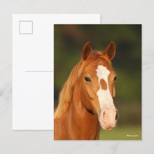 Chestnut Oldenburg Kor Welsh Headshot Vykort