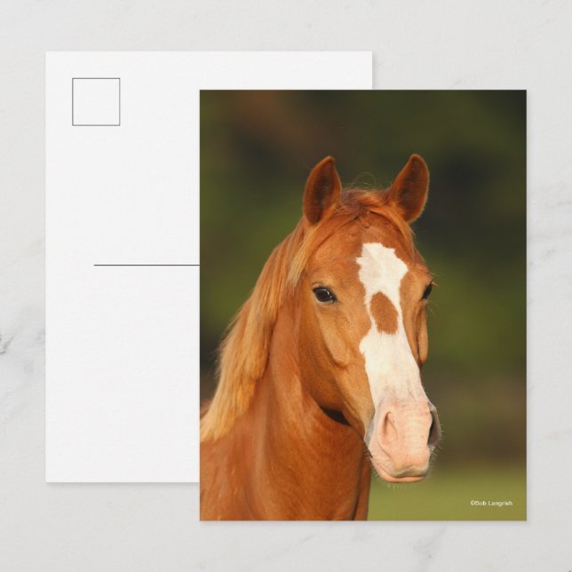 Chestnut Oldenburg Kor Welsh Headshot Vykort (Fram/baksida)