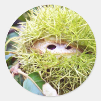 Chestnut Runt Klistermärke