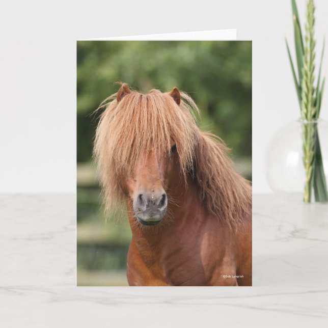 Chestnut Shetland Pony Stallion headshot Kort (Framsida)