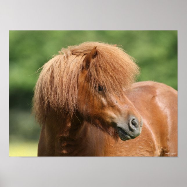 Chestnut Shetland Pony Stallion Headshot Poster (Framsidan)