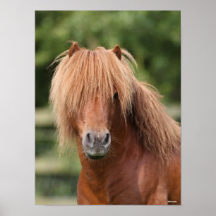 Chestnut Shetland Pony Stallion Headshot Poster