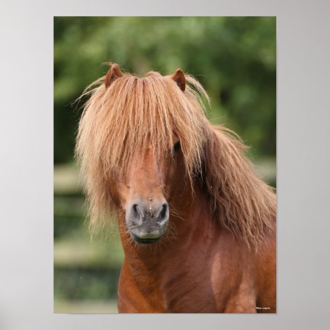 Chestnut Shetland Pony Stallion Headshot Poster (Framsidan)