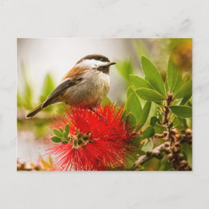 Chestnut-stödd Chickadee Vykort