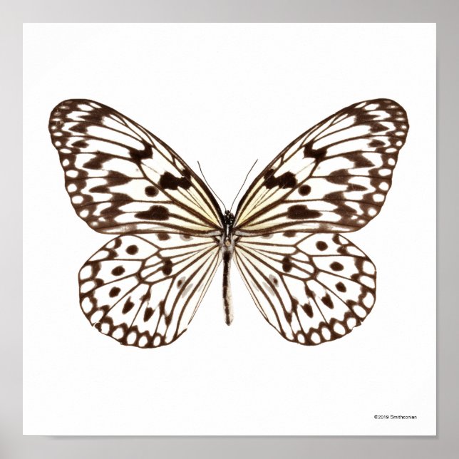 Chestnut Tiger Butterfly Poster (Framsidan)