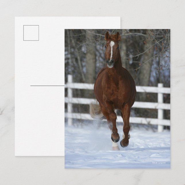 Chestnut Trakehner Stallion In The Snow Vykort (Fram/baksida)