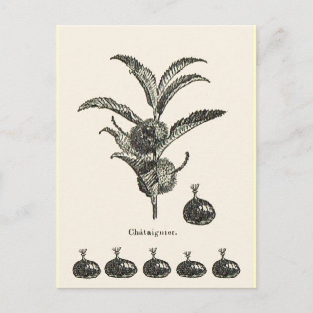 Chestnut Vykort (Framsida)