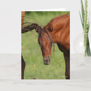 Chestnut Warmbloal Foal med Svan på huvudet Kort