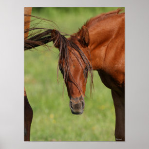 Chestnut Warmbloal Foal med Svan på huvudet Poster