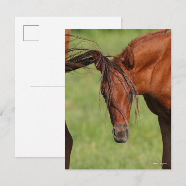 Chestnut Warmbloal Foal med Svan på huvudet Vykort (Fram/baksida)