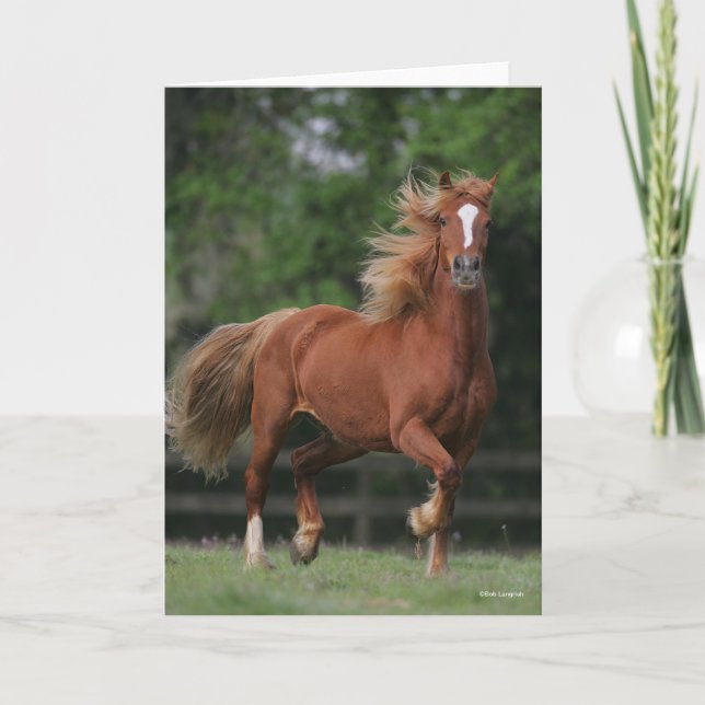 Chestnut Welsh Pony Mane och Svan Flowing Kort (Framsida)
